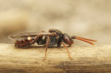 Detailed closeup on a female bear-clawed nomad bee, Nomada alboguttata sitting on a twig