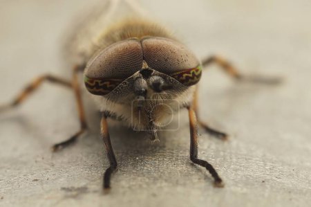 Téléchargez les photos : Gros plan détaillé sur les beaux yeux d'une libellule européenne, espèce Tabanidae - en image libre de droit