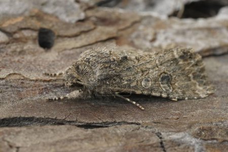 Natrual detailed closeup on the nutmeg owlet moth, Anarta trifolii sitting on wood