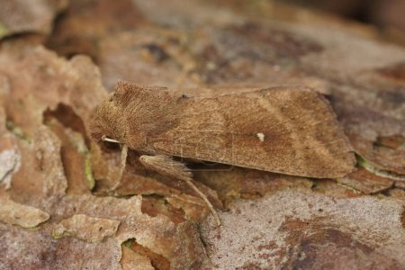 Natural Detailed closeup on the white-point owlet moth, Mythimna albipuncta sitting on wood
