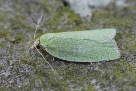 Téléchargez les photos : Gros plan naturel d'un petit chêne vert coloré Tortrix micro-papillon de nuit, Tortrix viridana sur bois - en image libre de droit