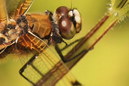 Natural closeup on a our-spotted chaser dragonfly, Libellula quadrimaculata, perched on a twig