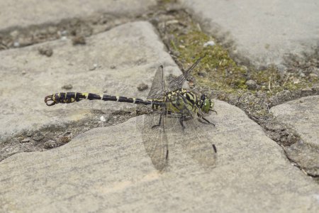 Natural closeup on a male the small pincertail or green-eyed hook-tailed dragonfly, Onychogomphus forcipatus