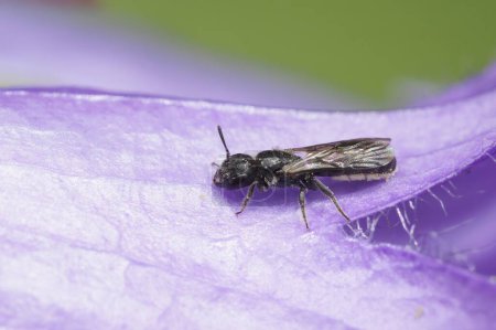 Natural closeup on a small dark, harebell carpenter-bee Chelostoma campanularum on a purple Geranium pyrenaicum in the garden