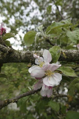 Foto de Ángulo ancho natural cerca de la flor blanca a rosa del cangrejo europeo o manzana del bosque, Malus sylvestris - Imagen libre de derechos