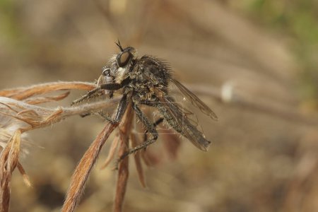 Photo for Natural closeup on a hairy European fan-bristled robberfly , Dysmachus trigonus, with prey - Royalty Free Image
