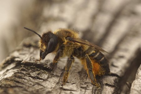 Detailed closeup on a female Willughbys leafcutter solitary bee, Megachile willughbiella sitting on wood