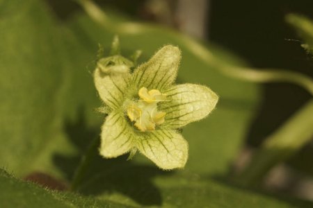 Natural closeup on a green flowering White bryony, Bryonia dioica wildflower plant