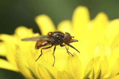 Natural closeup on a red Common Snout-hoverfly, Rhingia campestris on a yellow flower