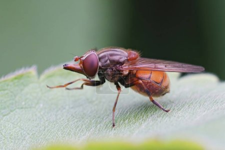 Natural closeup on a red Common Snout-hoverfly, Rhingia campestris cleaning it's legs