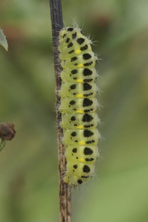 Natural vertical closeup on the green caterpillar of the diurnal Provence burnet moth, Zygaena occitanica on a straw