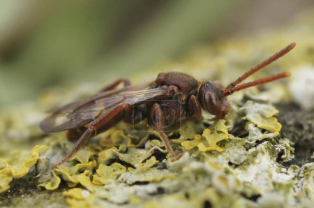 Foto de Primer plano detallado natural sobre una abeja cleptoparásita nómada variable femenina de color rojo, Nomada zonata - Imagen libre de derechos