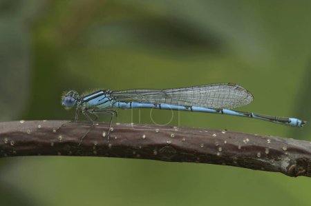 Natural closeup on a goblet-marked damselfly, Erythromma lindenii sitting on a twig