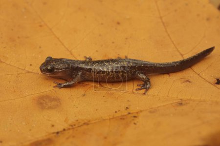 Foto de Primer plano natural de una salamandra japonesa juvenil de Hokkaido Hynobius retardatus - Imagen libre de derechos