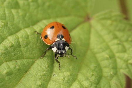 Detailed closeup on the cute red Seven-spotted Ladybird, Coccinella septempunctata sitting on a green leaf
