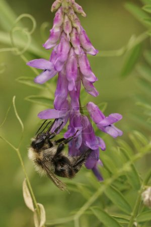 Natural closeup on an old worker Common carder bee, Bombus pascuorum on purple Bird Vetch wildflower