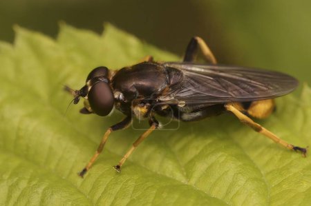 Natural closeup on a golden-tailed leafwalker hoverfly, Xylota sylvarum sitting on a green leaf in the forest