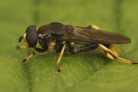 Natural closeup on a golden-tailed leafwalker hoverfly, Xylota sylvarum sitting on a green leaf in the forest
