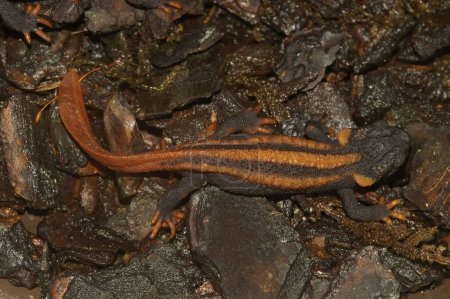 Detailed closeup on a gorgeous adult of the endangered Chinese Red-tailed Knobby Newt , Tylototriton kweichowensis