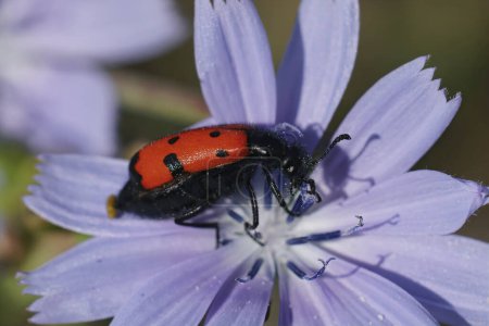 Natural closeup on a colorful red Mediterranean blister beetle , Mylabris quadripunctata in a blue wild chicory flower