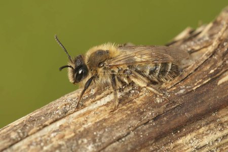 Primer plano natural de una abeja minera femenina, pequeña, Andrena praecox, sentada en una ramita