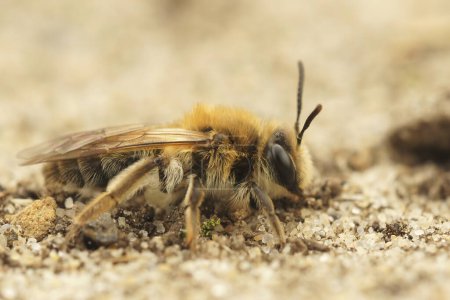 Natural closeup shot of a female, small allow mining bee, Andrena praecox, sitting on the ground
