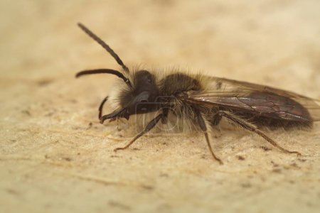 Natürliche Nahaufnahme einer kleinen, gelblichen Bergbaubiene, Andrena praecox, auf dem Boden sitzend