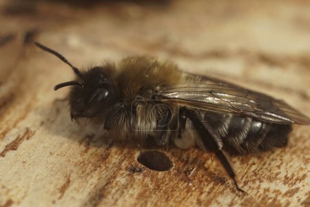 Natural closeup on a brown fluffy female of the endangered Dawn mining bee, Andrena nycthemera