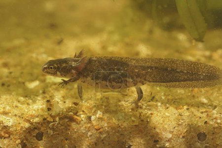 Detailed closeup on larvae of the Italian newt, Lissotritron italicus