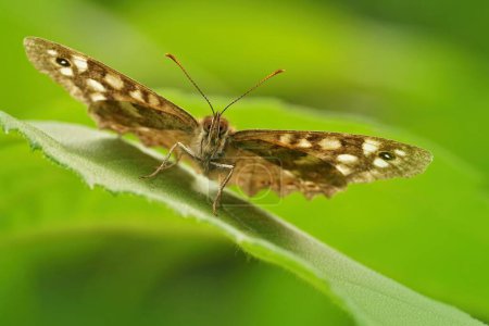Natürliche Nahaufnahme eines gesprenkelten Schmetterlings, Pararge aegeria, mit offenen Flügeln im Garten