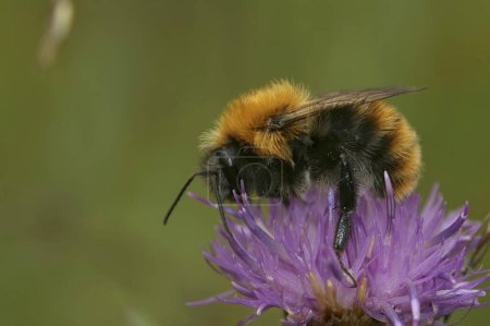 Natural closeup on an unusual dark color variant in the Common carder bee Bombus pascuorum moorselensis