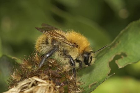 Natural close up of an unusual yellow colored worker of the common carder bee, Bombus pascuorum in vegetation