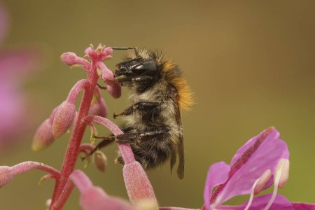 Natural closeup on the Bombus pascuorum, the common carder bee drinking nectar from a red Epilobium angustifolium flower