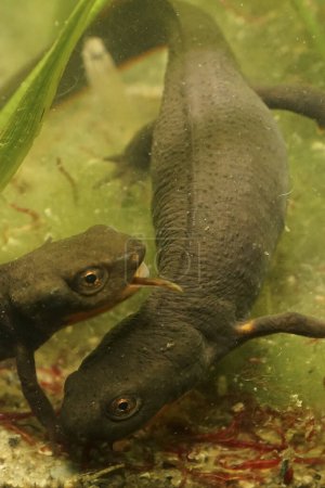 Vertical closeup on a grey adult of the endangered Chinese endemic Fuding fire belly newt, Cynops fudingensis in waterweeds