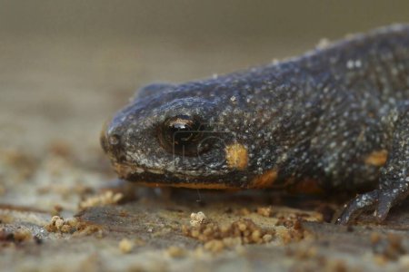 Detailed closeup on a female of the endangered Chuxiong fire-bellied, Cynops cyanurus