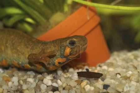 Detailed closeup on a female of the endangered Chuxiong fire-bellied, Cynops cyanurus, in an aquarium
