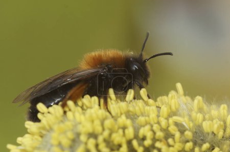 Primer plano natural de una abeja minera de Clarke, Andrena clarkella, sentada en Willow, Salix