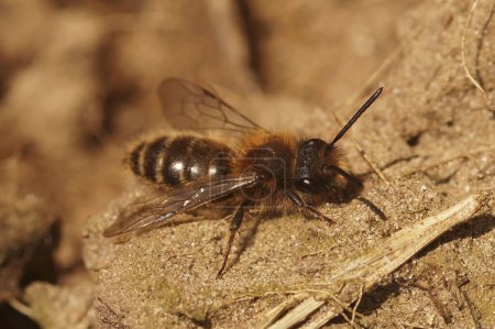 Primer plano natural de la abeja minera de Clarke, Andrena clarkella, sentada en el suelo
