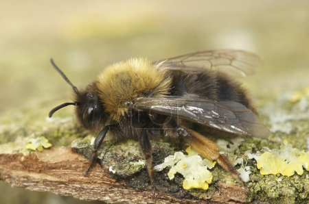 Primer plano natural de una abeja minera de Clarke, Andrena clarkella, sentada sobre madera