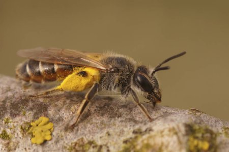 Natürliche Nahaufnahme einer niedlichen, mit gelben Pollen beladenen Bergbaubiene, Andrena ventralis, die auf einem Stück Holz sitzt