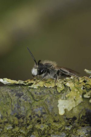 Natural vertical close up on a male red- bellied miner solitary bee, Andrena ventralis on wood