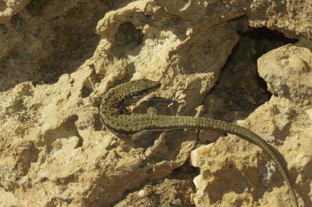 Natural closeup of the Andalusian wall lizard, Podarcis vaucheri in the sun on stones