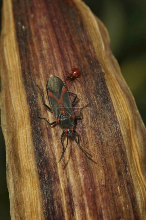 Photo for Detailed closeup on a small shieldbug,the oleander seedbug, Caenocoris nerii, at Lake Venuela, Andalusia, Spain - Royalty Free Image