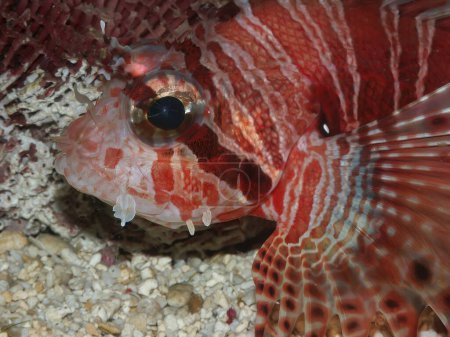 Closeup on a colorful bright red and poisonous Spotfin lionfish, Pterois antennata in a marine aquarium
