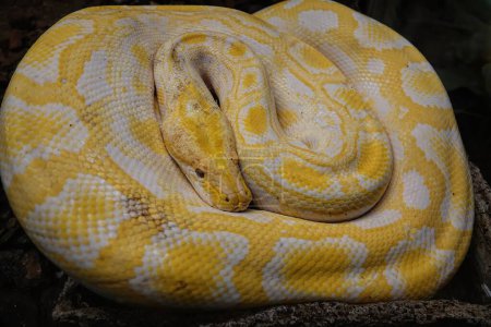 Foto de Primer plano en un colorido dorado, grande, rizado, albino birmano python regius con marcas amarillas en un terrario - Imagen libre de derechos