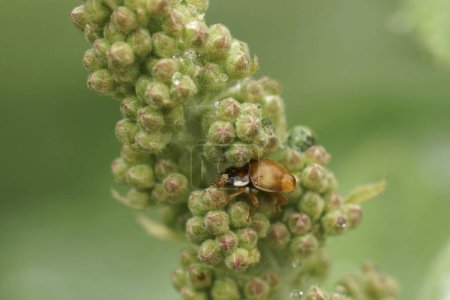 Natural closeup on a small ten-spotted ladybird or lady beetle, Adalia decempunctata hiding in the plants from the rain