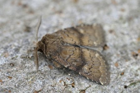 Photo for Detailed closeup on the Brown rustic owlet moth, Charanyca ferruginea sitting n woo - Royalty Free Image