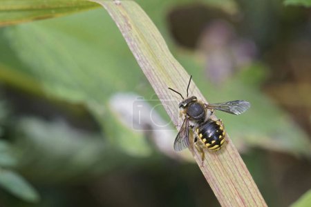 Natural closeup on a male Common European woolcarder bee, Anthidium manicatum sitting on a leaf