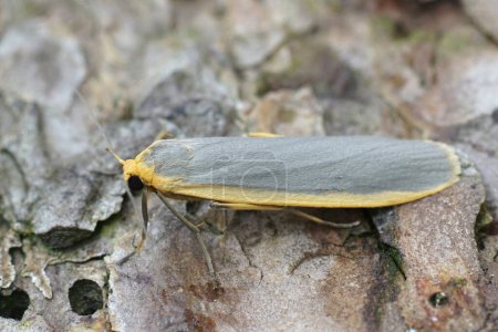 Detailed closeup n the grey-colored Common footman moth, Eilema lurideola sitting on wood