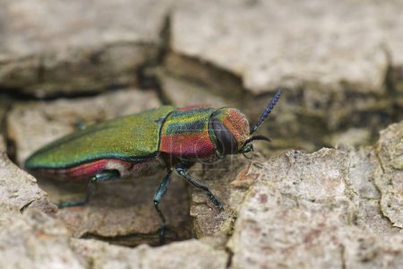Natural detailed closeup on a colorful green and red metallic jewel beetle, Anthaxia hungarica sitting on wood
